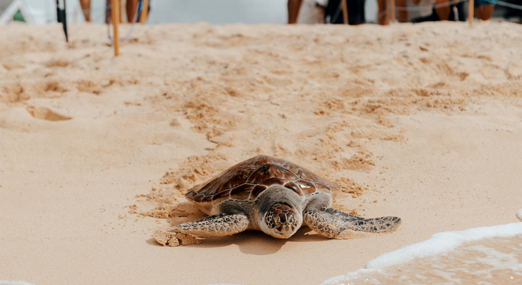 Cayman Islands Schildkröte am Strand Foto Cayman Islands Department of Tourism